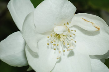 Witte Bloem
