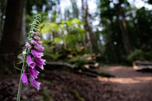 Vingerhoedskruid in het bos. Mooi op behang, canvas of acryl