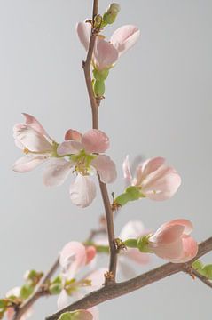 Prunus van LANETfotografie