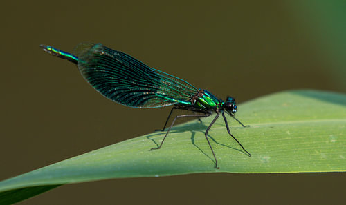 CALOPTERYX SPLENDENS