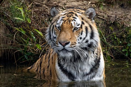 Een tijger zittend in het water