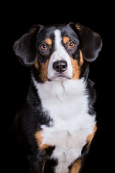 Miko, onze 3-jarige Entlebucher Sennenhond