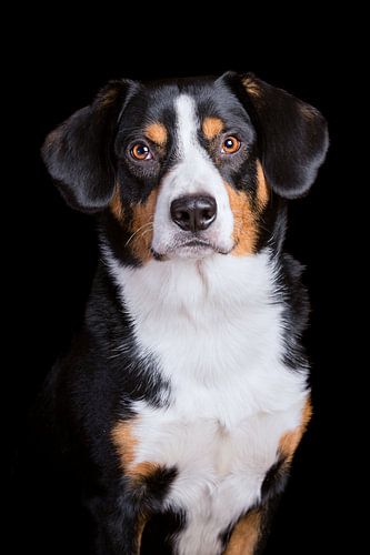 Miko, onze 3-jarige Entlebucher Sennenhond