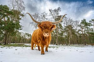 Schottische Highlander-Rinder im Schnee während des Winters in einem Wald