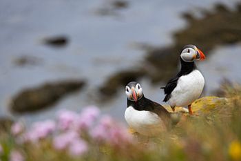 Puffins in Iceland