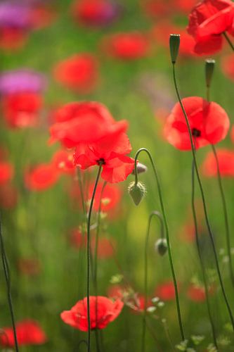 Poppy Meadow