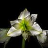 Amaryllis by Kees Korbee