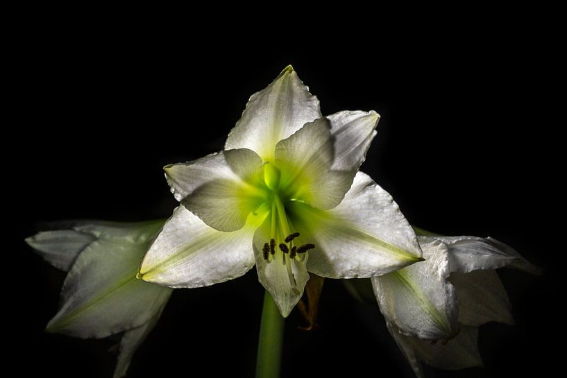 Amaryllis par Kees Korbee