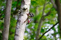 Parenting in Nature - Woodpecker Family in Action