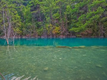 Schitterend Turquoise Stromend Water Met Prachtige Bomen van Nature Life Ambience