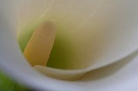 Aronskelk (Araceae)