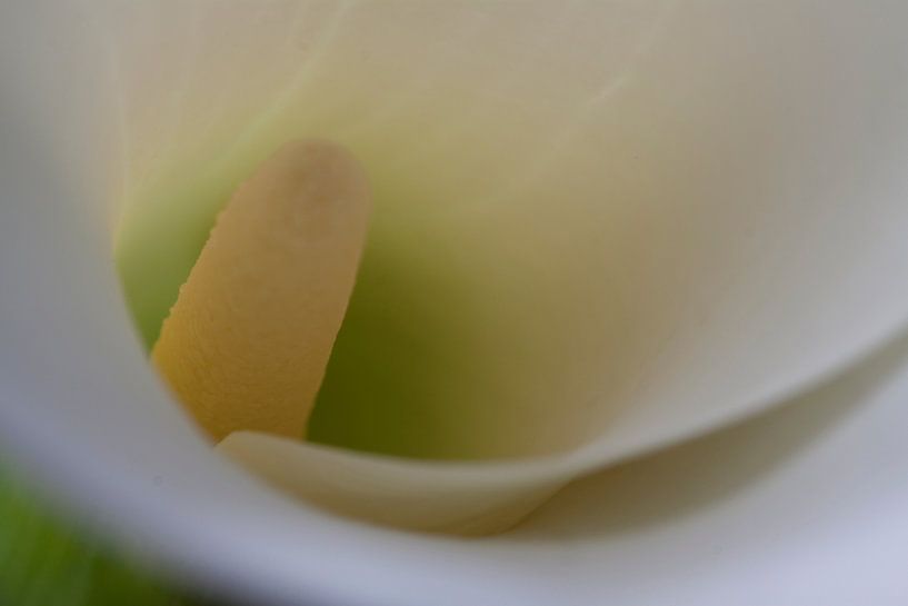 Arum (Araceae) by Carolien van den Brink