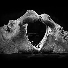 Kraftvolle Begegnung der Giganten von GoodMoodPhotos