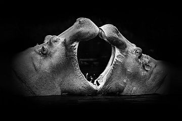 Powerful encounter between giants by GoodMoodPhotos