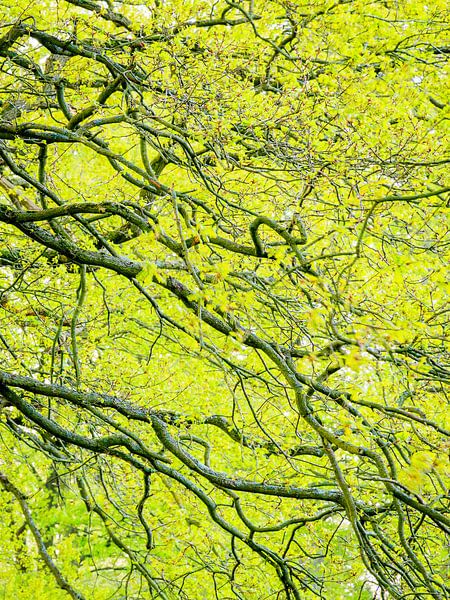 Branches dans le vert par Sjaak den Breeje