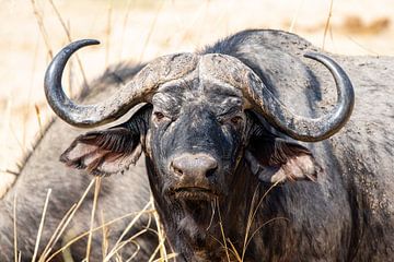 Un buffle africain regarde directement l'appareil photo avec un regard intense à South Luangwa, en Zambie.