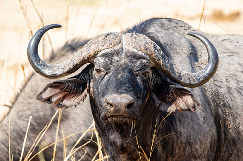 Afrikanischer Büffel blickt mit intensivem Blick direkt in die Kamera in South Luangwa, Sambia