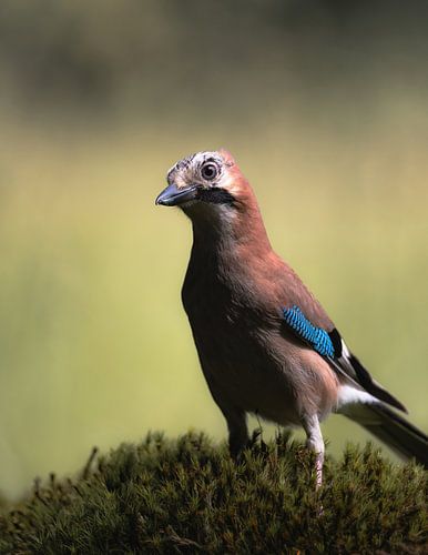 forest birds part 1