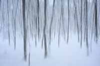 Bomen in de sneeuw