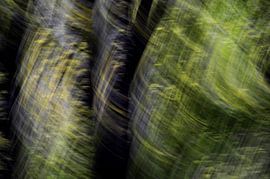 MYSTERIOUS FOREST 2 by Miroslav Ptacek