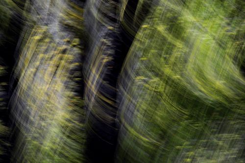 LA FORÊT MYSTÉRIEUSE 2