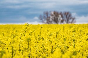 Blühendes Rapsfeld in Mecklenburg-Vorpommern