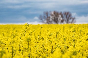 Canola field with clouds in the sky van Rico Ködder