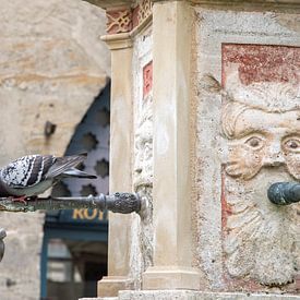 Stadsduif die zijn dorst lest aan de fontein op het plein in Rothenburg ob der Tauber van Jani Moerlands