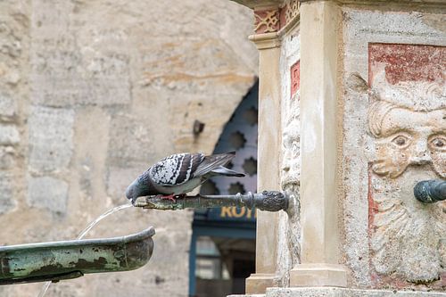 Stadsduif die zijn dorst lest aan de fontein op het plein in Rothenburg ob der Tauber