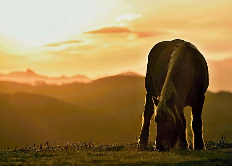 Horse in the mountains of Asturias / Spain by insideportugal