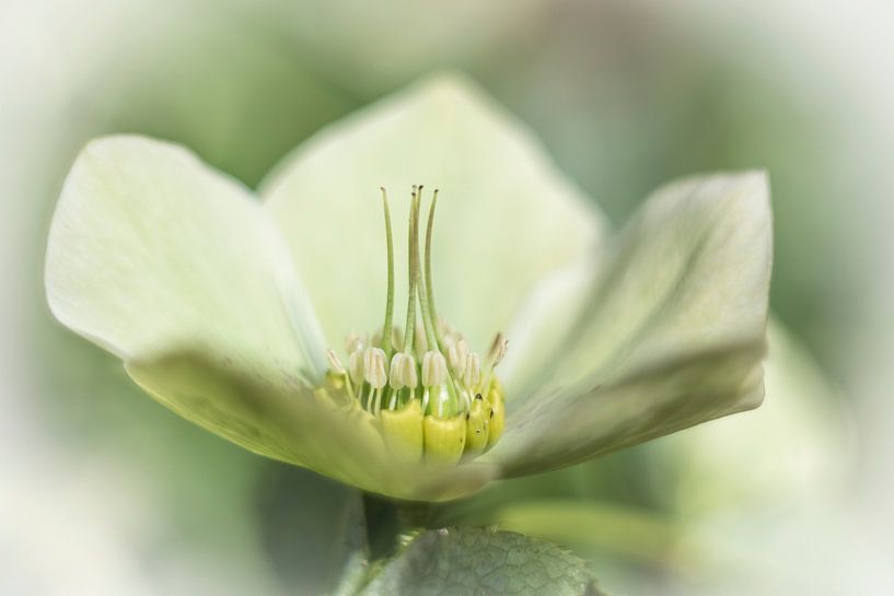 White vine root by Guido Rooseleer