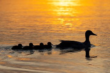 Pochard met kuikens