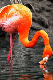 Colorfull flamingo by JustPictures_bySven