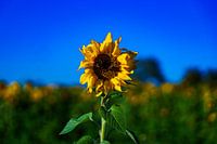 Sunflower 3