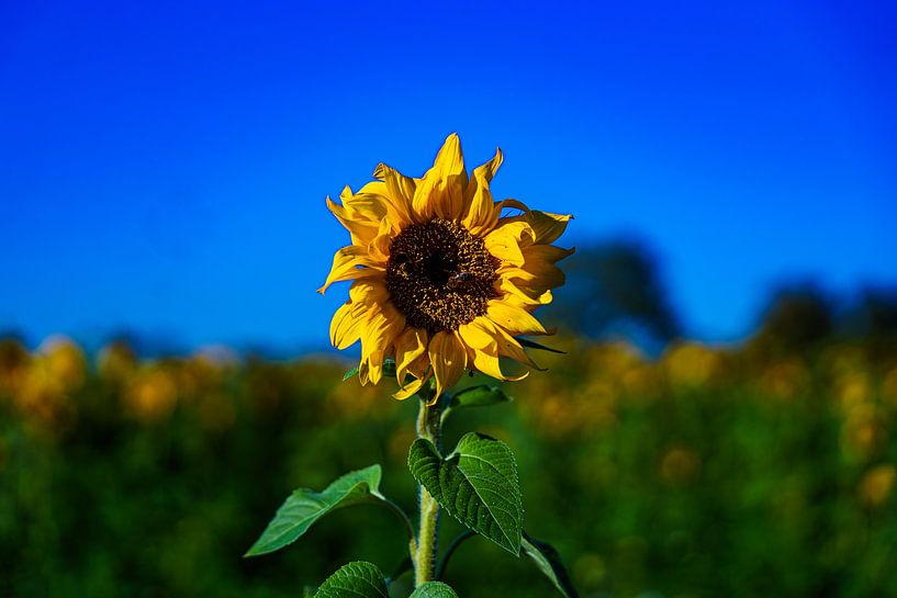 Sunflower 3 by Eye Scream Shop