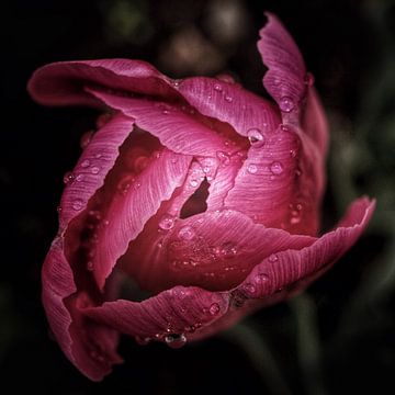 Tulp na een regenbui