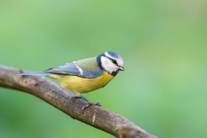 Mésange bleue (Cyanistes caeruleus) sur Dirk Rüter