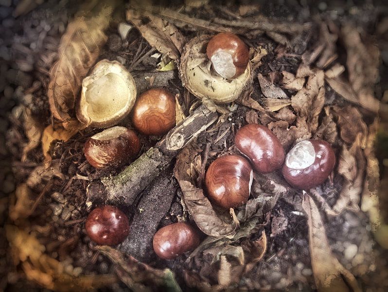 Kastanje stilleven van Edgar Schermaul