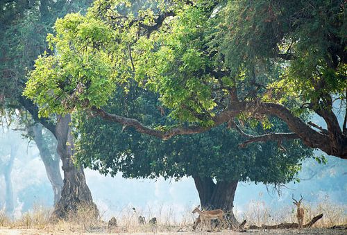 Water goats in a real fairytale forest in Zibabwe, Africa