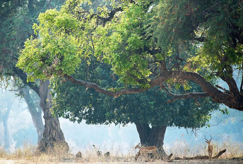 Water goats in a real fairytale forest in Zibabwe, Africa by Francis Dost
