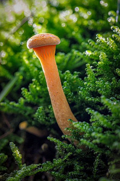 champignon par ton vogels