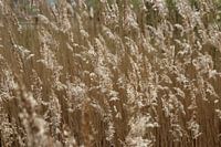 Gouden riet