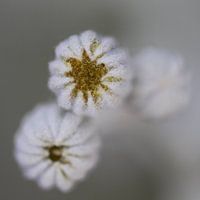 Silver Dust