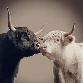 Highland Harmony – Sniffing Noses by Eye Candy Galore