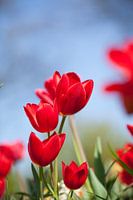 Rode tulp