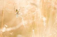 Caught in a web by Jip Leermakers thumbnail
