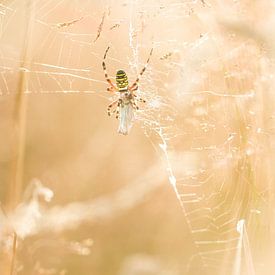 Caught in a web by Jip Leermakers