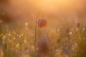 Violette Kiebitzblume in der Morgensonne.