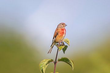 Bluthänfling männchen sitzt auf einem Zweig zwischen mit Blättern von Mario Plechaty Photography