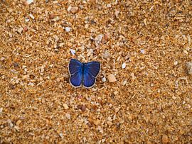 Blauwe vlinder op het strand in Panama van Janne Brouwers